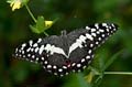 107 Afrikanischer Schwalbenschwanz - Papilio demedocus